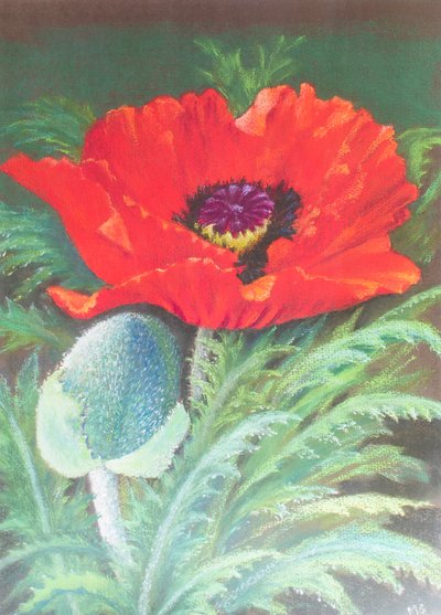 Poppies by Margo Starkey